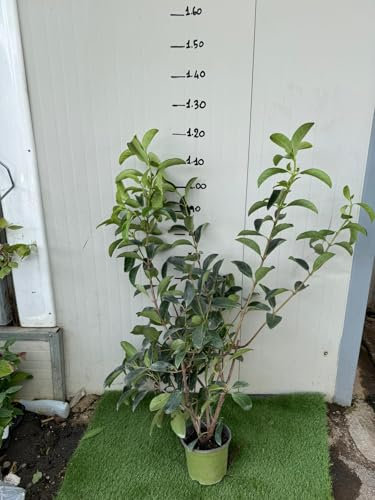 Vivaio Garden Forest Viburnum lucidum Viburno lucido Arbusto