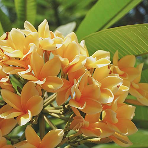 frangipani gartenkräuter pflanzensamen zimmerpflanzen heilkräuter frühlingsblumen wohnzimmer deko balkon garten blumenbeet balkon winterharte stauden für pralle sonne bonsai topf 300samen