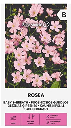 Zalia stotele | SCHLEIERKRAUT - ROSEA samen | Blumensamen | Pflanze samen | Gardensamen | 1 Pack