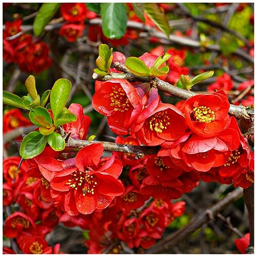 Chaenomeles × superba 'Crimson and Gold' / Japanese Quince in 1-2L Pot 3fatpigs®