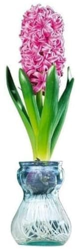 Hyacinth Bulb and Forcing Vase - Ready to Grow Indoor - Mixed Color, Just Add Water - Made in USA (1 Bulb + 1 Vase)