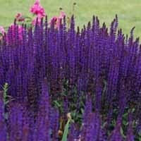 3 x Salvia nemerosa 'Caradonna' Cottage Garden Perennial Plug Plants