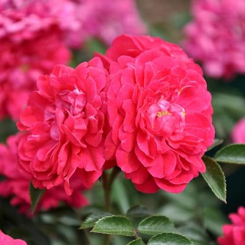 Zwergrose „Roxy - pink blühende Topfrose, im 3 L Topf - frisch aus der Gärtnerei - Pflanzen-Kölle Gartenrose