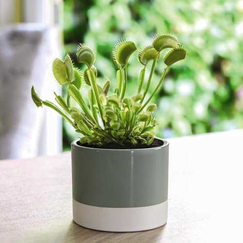 Dionaea muscipula Upright Form (Venus Fly Trap) - Unique Carnivorous Plant for Indoor Garden - 2X 9cm Potted Plants by Thompson & Morgan