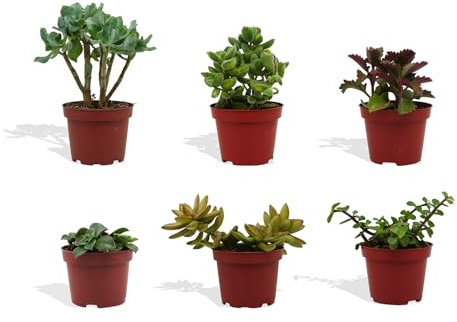 DutchLeafs Sukkulenten Mix 6 Stück Verschiedene Sukkulenten - Topf 10 cm - Kleine Pflanzen Mischung Sukkulenten Starter Set Pflegeleichte Zimmerpflanzen - Höhe 15-20 cm