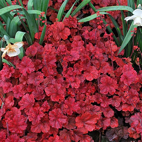 Heuchera Cherry Cola - Coral Bells Garden Ready Potted Plants - Outdoor Perennial in Pot - Hardy Flowering Plant (9cm Pot, 10-20cm)