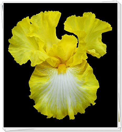 Bulbi iris,Molto delicato,Geheime Garten exotische Stauden,Pianta perenne-2,2Bulbis