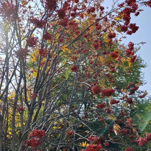 eberesche obstbaum gewächshaus balkon balkongarten bonsaibaum blumengarten gartenpflanzen pflanzensamen bonsai bäumchen kaufen exotische zimmerpflanzen winterharte kübelpflanzen 75samen