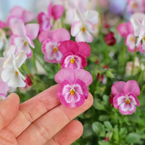 hornveilchen - zierblumen für sonnige plätze hornveilchensamen kletterpflanzen steingartenpflanzen deko blumenwiese mehrjährig gartendeko für draußen kräuterpflanzen topfpflanzen 750samen