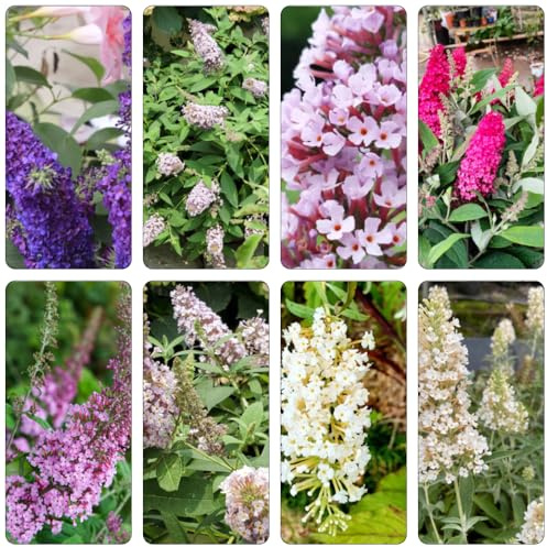 Buddleja davidii - autunno decorazione letto elevato giardino interni semi decorazione 15pcs