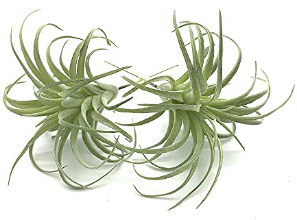 EBUYOM 2 Piezas Mini Plantas suculentas Artificiales sin Maceta Ramo de suculentas Falsas arreglos de Plantas Artificiales Bricolaje para decoración de jardín decoración del hogar Greenery Set