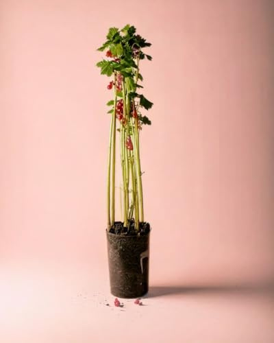 Grosella Roja Arbusto Frutal | Plantas Naturales Exterior | Pur Plant