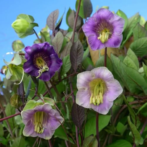 campanula, semi di campanula a crescita giardino, rampicanti, decorazioni giungla Decorazioni giardino per esterni 250semi
