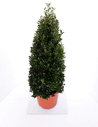 2 x Ilex crenata Stokes, Kegel, Pyramide, Höhe: 70-80 cm, Alternative Buchsbaum + Dünger