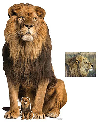 Lion Big Cat Lifesize Cardboard Cutout / Standup Fan Pack, 155cm x 87cm Includes Mini Cutout / Standup and 8x10 Photo