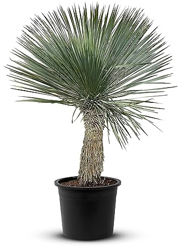 Tropictrees Yucca Rostrata d'une tronc hauteur de stamm 30-40cm | Palmier yucca tolérant à la sécheresse avec des feuilles en forme d'épée | Plante d'intérieur pour votre paysage