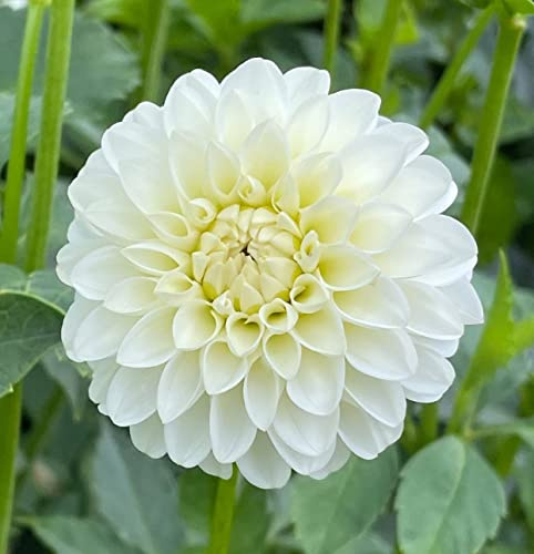 White Dinner Plate Dahlia Flower Bulbs for Planting | Easy to Grow and Maintain- Huge White Blooms (2 Pack)
