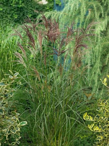 Miscanthus sinensis 'Dread Locks' 11x11 cm Topf – Winterhart, Mehrjährig, Pflegeleicht – Chinaschilf – Ziergras für Beet & Garten