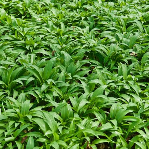 comprar ajo silvestre de jardín de interior semillas ajo silvestre Semillas, resistentes en contenedores, Cultivo hortalizas invierno sostenibles 60semillas