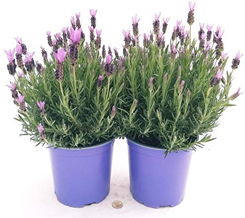 POWERS TO FLOWERS - 2 LAVANDA STOECHAS XXL, vaso 18cm, piante vere