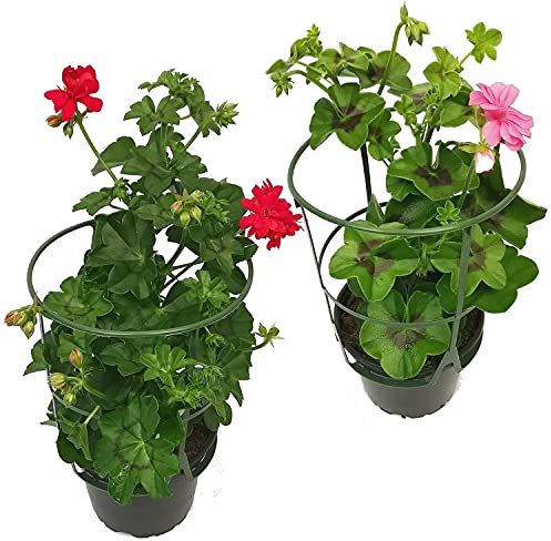 Pack de 2 Geranio Hiedra o Pelargonium Peltatum Plantas con Flores Geranios Colgantes con Soporte