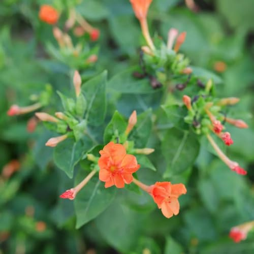 wunderblumesamen winterhart gartenblumen balkonpflanzen zierblumen für sonnige plätze bodendecker blumensamen mehrjährig winterhart seltene zimmerpflanzen hochbeet wohnzimmer deko 100samen