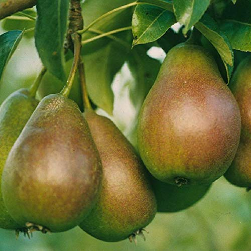 Gute Luise Birne Birnenbaum Obstbaum kleinbleibend Herbstbirne süß säuerlich