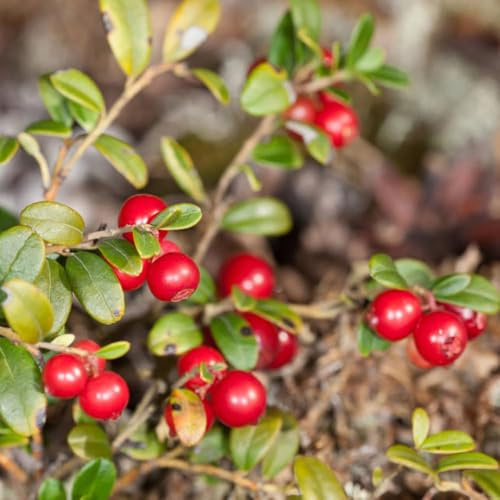 300samen Cranberries - säulenobst obstsamen preiselbeeren, obstbäume pflanzensamen garten bonsai balkon pflanztöpfe dachbegrünung