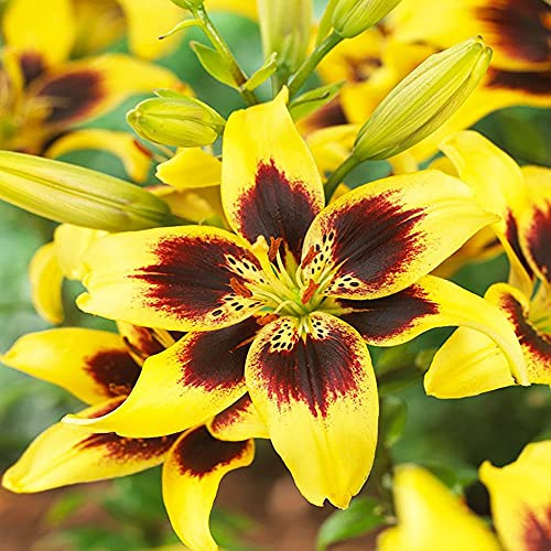 5x Blumenzwiebeln Asiatische Edel Lilie Pieton gelb *RARITÄT* bis 120 cm.
