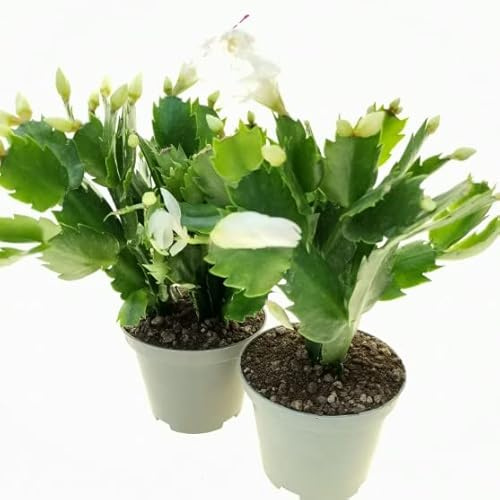 Cactus de Navidad | Pack 2 Plantas | DECOALIVE | Schlumbergera | Planta de Navidad | Flores Mix Color | Planta Natural
