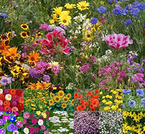 Wild Flower Cottage Garden Bee & Butterfly Fragrant Perennial Plant Mix Wild Flower Seeds 25g - 200g (Natural Wildflower, 25g)
