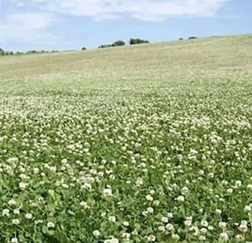 White Clover Seed 100g Green Manure CSH