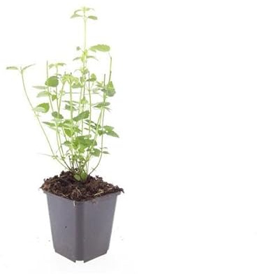 Asiatische Duftnessel – Agastache 'Black Adder' – 60 Pflanzen – Dunkelviolette Blüten & aromatisches Laub – Bienenfreundlich, winterhart & pflegeleicht – Höhe 10-25cm