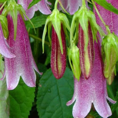 12 unità Campanula 'Elizabeth' - Campanula Takesimana Vaso 9x9cm ±1 m² - Fiori Rosa e Foglie Grandi, Ideale per Giardini e Aiuole