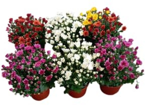 Kit de Crisantemos Seis Plantas Naturales con Flor para Ambientes Alegres