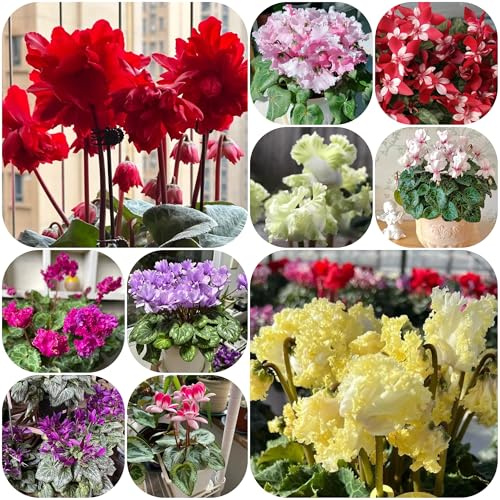 semi di ciclamino da esterno - ciclamino - tappezzante perenne resistente di ciclamino decorazione da giardino per esterni, vecchie varietà resistenti per il giardino, 200pcs