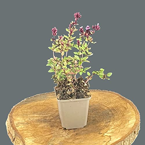 Echter Dost- Majoran/Origanum vulgare