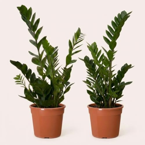 Glücksfeder | 2er-Set | Zamioculcas zamiifolia | ca. 40-50 cm | ø 12-15 cm Topf | Pflegeleichte Zimmerpflanzen für Wohnung und Büro | Qualität vom Pflanzen Profi | Ideale Raumbegrünung