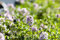Thymus longicaulis 'Odoratus' 9x9 cm Topf – Winterhart, Mehrjährig, Pflegeleicht – Kriechender Thymian – Bodendecker für Steingarten & Kräuterbeet