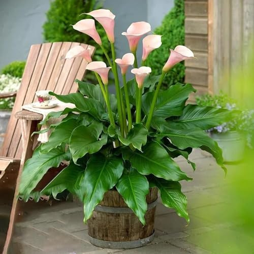 22 piezas bulbos de cala resistentes - decoración lirio de cala exóticas Acónitos invierno bulbos resistentes perennes, para jardín,