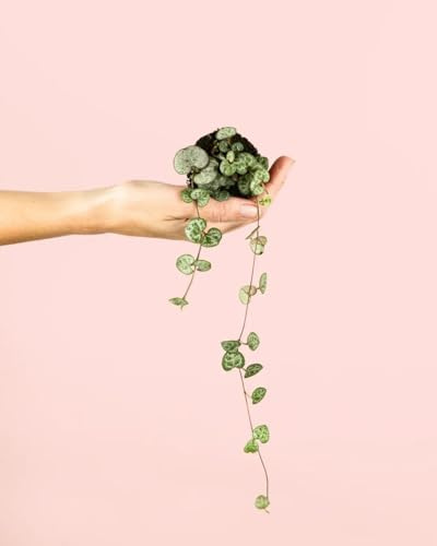 PUR PLANT Ceropegia woodii | Cadena de corazones | Planta natural colgante de interior pet friendly | Decorativa y resistente | Maceta de Ø6 cm