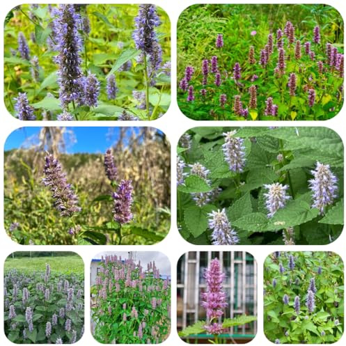 duftnesselsamen - alte sorten mehrjährig winterhart, hochbeet garten 300pcs