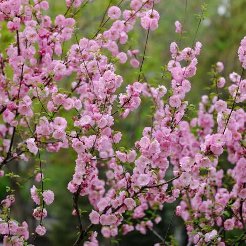 Semi di mandorlo, semi di Prunus triloba, decorazione da giardino per esterni da esterno resistenti autunnali resistenti giardino di arbusti 25pcs