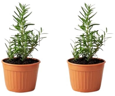 Pack de 2 Plantas Romero Rastrero - Planta Natural Aromática Interior y Exterior Fácil de Cuidar - Huerto Urbano y Jardín - Altura 20 cm - Maceta 10 cm