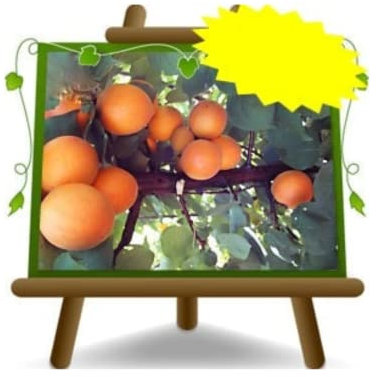 EURO PLANTS VIVAI Albicocco Cibo Del Paradiso pianta da frutto su vaso 26 cm Altezza: 180~200 cm - Età 4 anni
