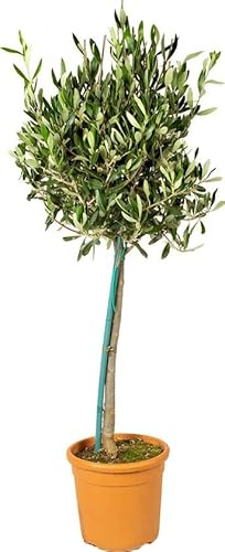 DECOALIVE Árbol de Olivo PREMIUM Planta Natural para Decorar el Hogar