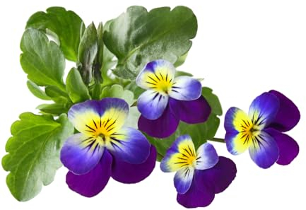 1000 Samen Wildes Stiefmütterchen Viola tricolor Garten Balkon Blumen Flowers