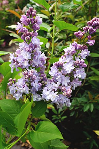 Flieder violette Blüte Edelflieder Michel Buchner Syringa vulgaris Michel Buchner Containerware 40-60 cm