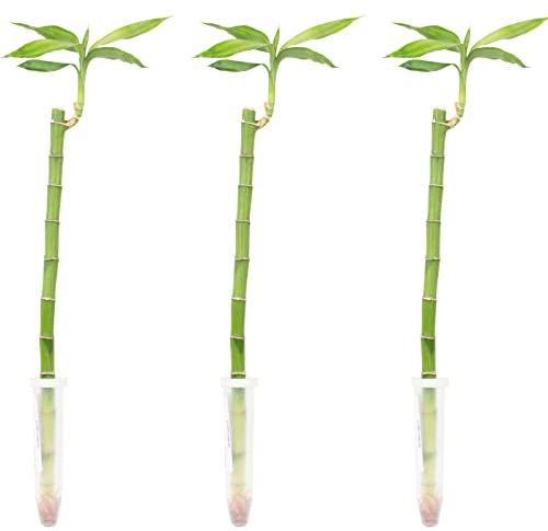3er-Set Glücksbambus gerade- Höhe ca. 50 cm, Topf-Ø 5 cm - Lucky Bamboo