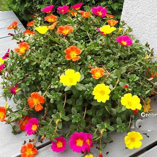 Moss Rose Mix - 3000 Seeds + Plant Tag + Freebie - Portulaca grandiflora